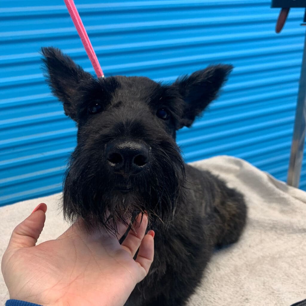 Dog freshly groomed at Big Brown Paws, Taupō