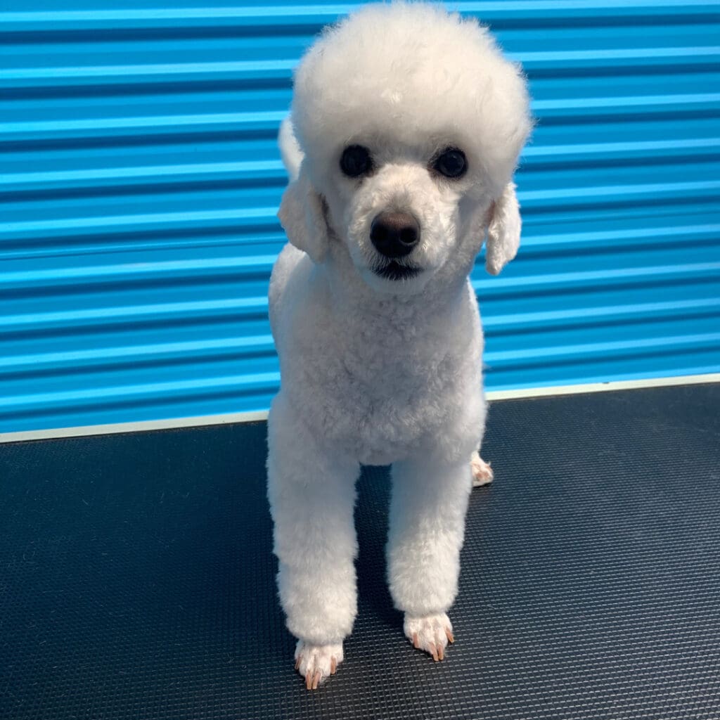 Dog freshly groomed at Big Brown Paws, Taupō