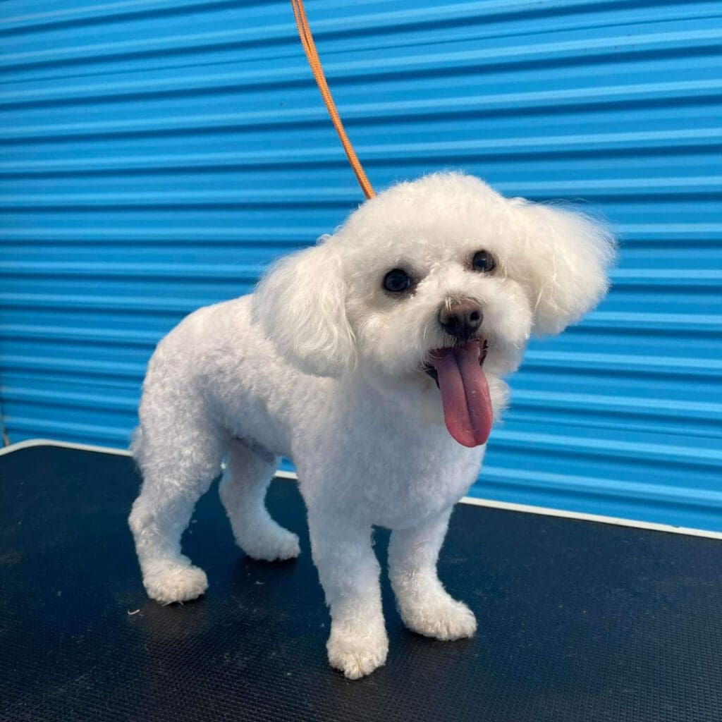 Dog freshly groomed at Big Brown Paws, Taupō