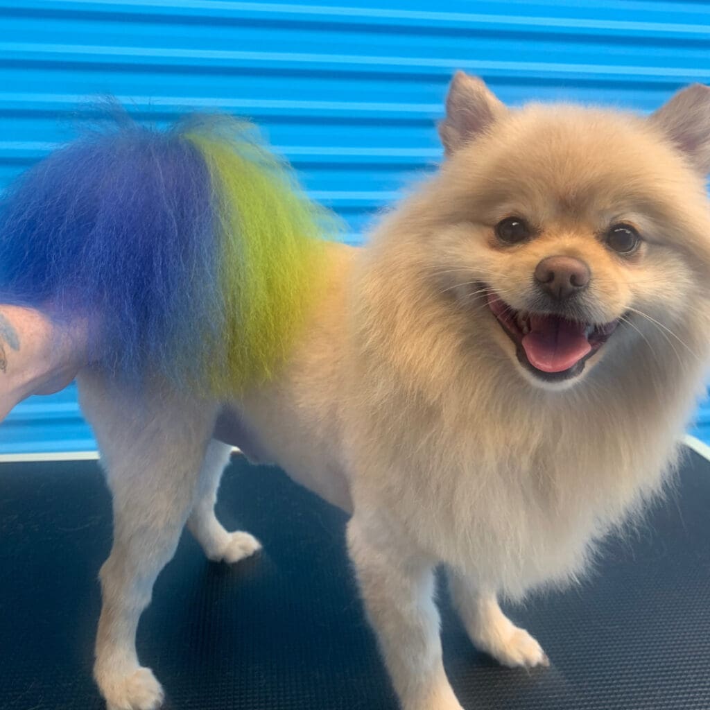 Dog freshly groomed at Big Brown Paws, Taupō