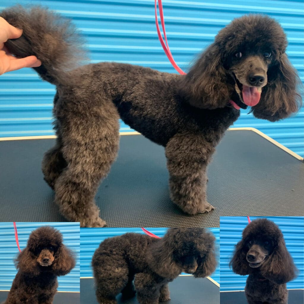 Dog freshly groomed at Big Brown Paws, Taupō