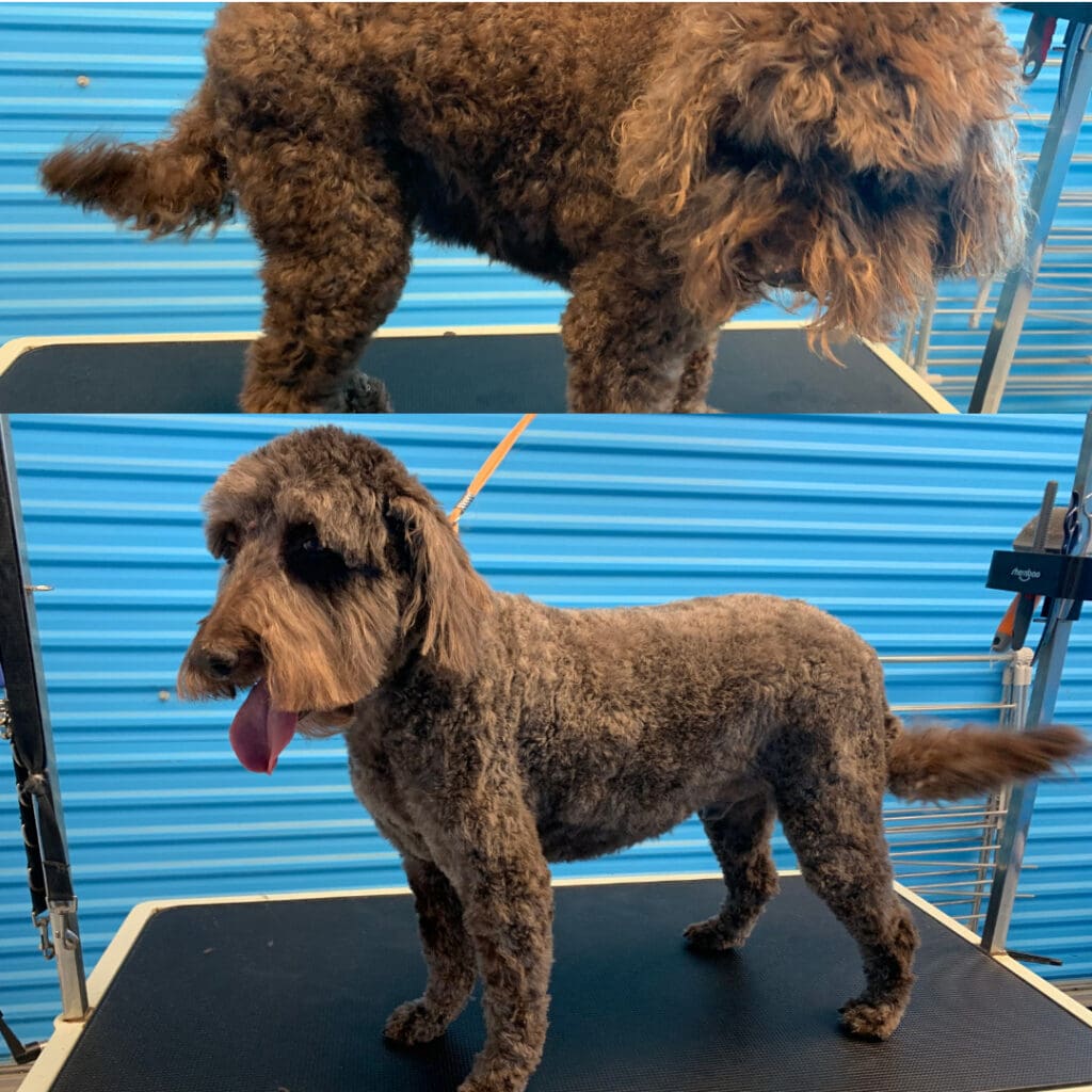 Dog freshly groomed at Big Brown Paws, Taupō