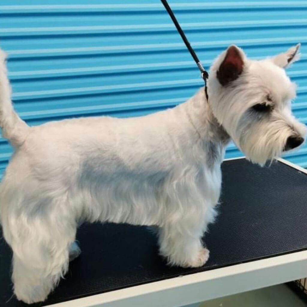 Dog freshly groomed at Big Brown Paws, Taupō
